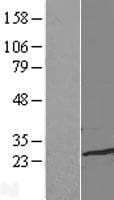 TCEAL1 Protein (Over-Expression Lysate Myc-DDK (Flag))