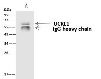 UCKL1 Antibody