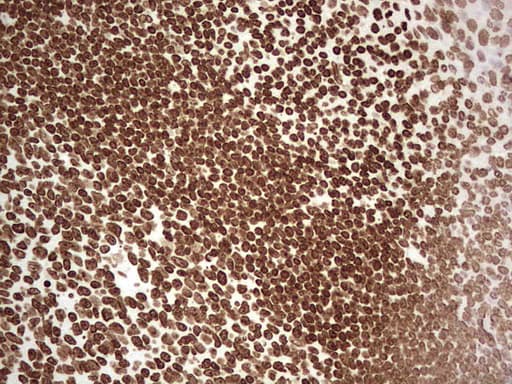 SETD1A / SET1 Antibody (aa1-320, clone OTI7B7, Carrier-free)