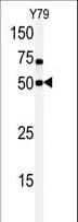 CLK1 / CLK Antibody (aa70-99)