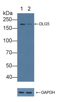 DLG5 Antibody