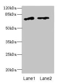 IHC-plus™ ENOX1 / CNOX Antibody
