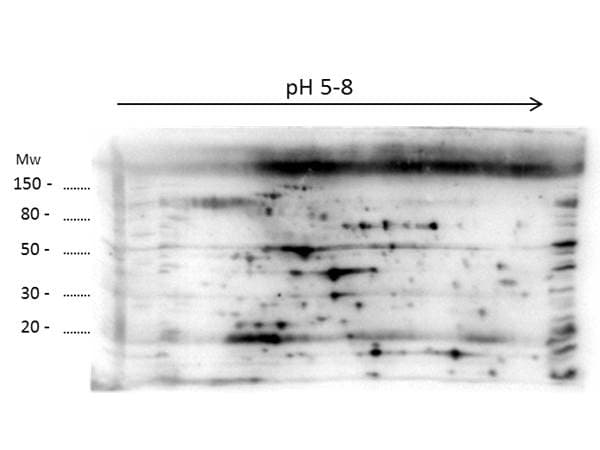 E. coli LMW Proteins Antibody