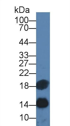 REN / Renin 1 Antibody (aa275-389)