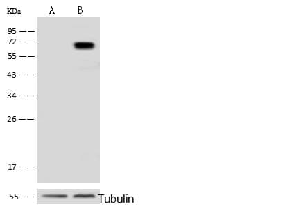 METAP2 Antibody (Preservative Free)