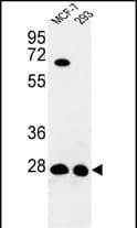 ECI1 / DCI Antibody (C-Terminus)