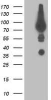 Dipeptidyl Peptidase 3 / DPP3 Antibody (clone OTI2A12, Carrier-free)