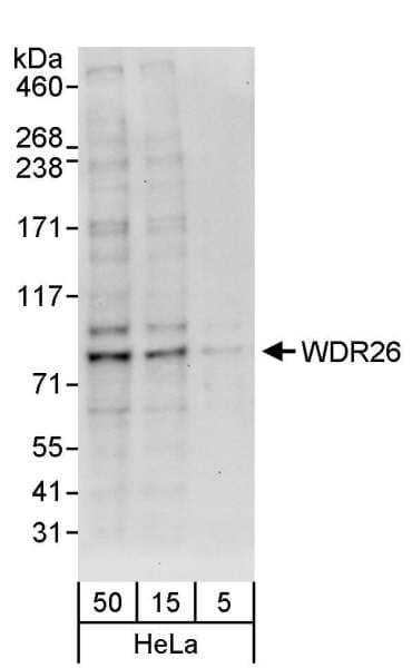 WDR26 Antibody (aa150-200)