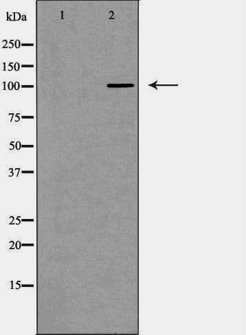 NOD1 Antibody