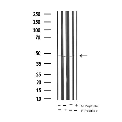 GATA4 Antibody (phospho-Ser105)