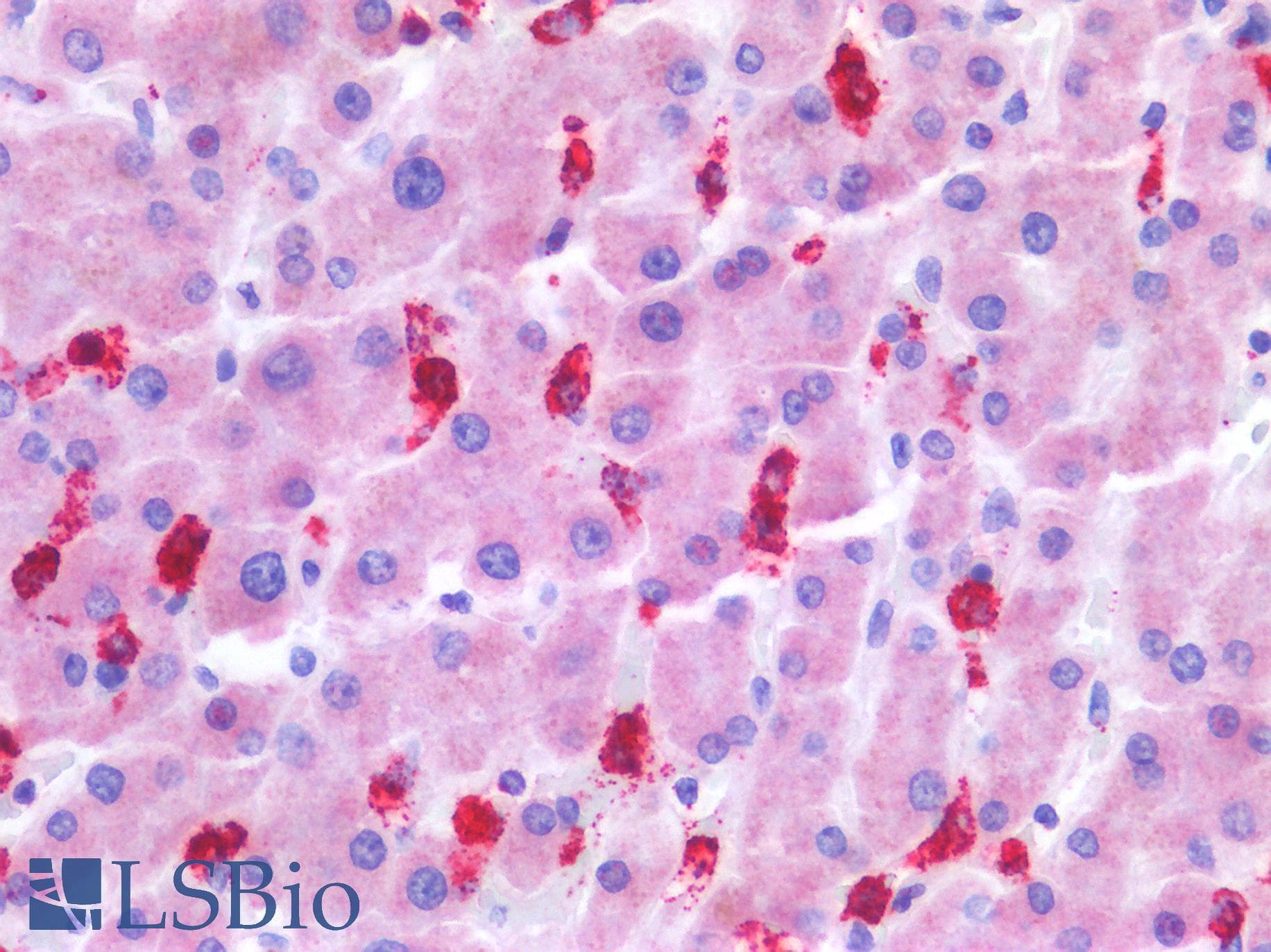 PathPlus™ GZMB / Granzyme B Antibody (N-Terminus)