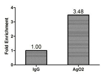 AGO2 / EIF2C2 Antibody (aa517-818)