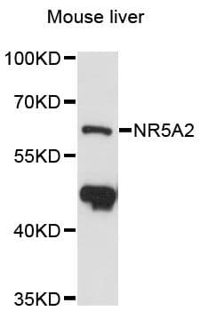 Polyclonal Rabbit anti-Human NR5A2 / LRH-1 Antibody (WB)