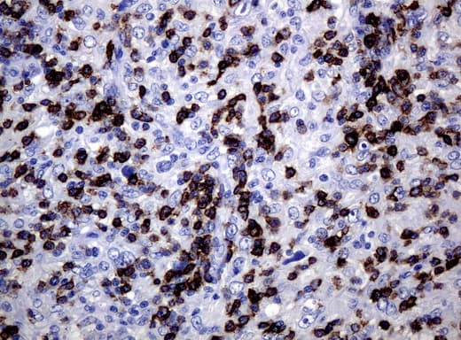 CD5 Antibody (clone UMAB9, Carrier-free)