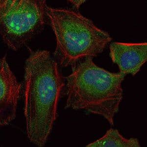 SKP1 Antibody (clone 4E+11)