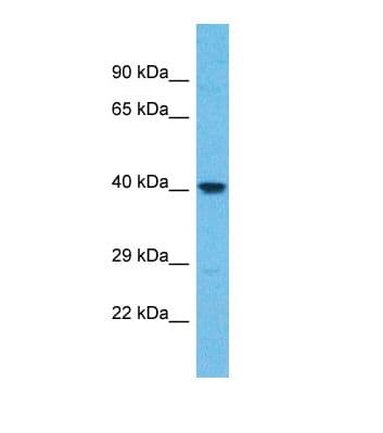 WDR86 Antibody (N-Terminus)