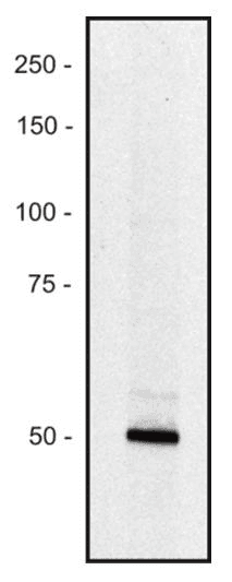 Piccolo Antibody (clone PCLO-01)