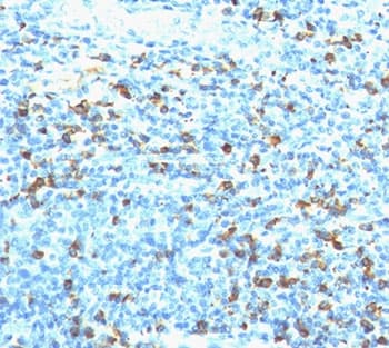 Monoclonal Mouse Biotin Antibody (clone Hyb-8, Azide-free,BSA-free, IHC, IF, WB)