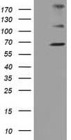 ZIM2 Antibody (clone OTI7G1)