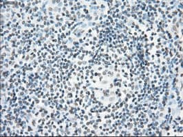 CYPOR / POR Antibody (clone OTI5B3)