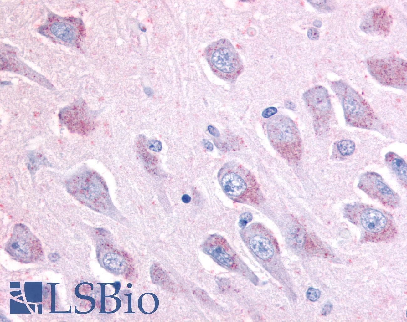 IHC-plus™ LINGO1 Antibody (C-Terminus)