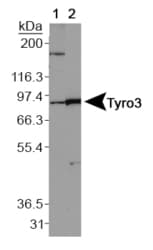 TYRO3 Antibody (aa100-250, DY650)