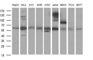 CHAF1B / CAF1 Antibody (clone OTI4F7)
