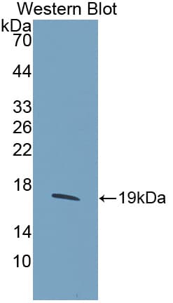 HIST2H3A Antibody (aa2-136, Biotin)