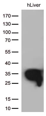 DHRS1 Antibody (clone OTI4C12, Carrier-free)
