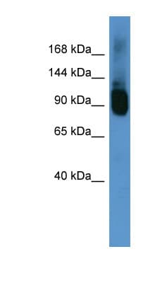 Polyclonal Rabbit anti-Rat ABCF1 Antibody (aa558-607, WB)