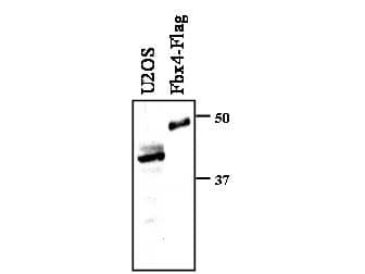 Polyclonal Rabbit anti-Human FBXO4 / FBX4 Antibody (N-Terminus, WB)