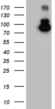 MALT1 Antibody (clone OTI1B12)