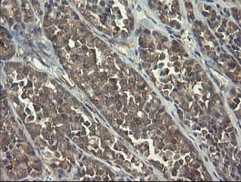 POLR3C Antibody (clone OTI2H1)