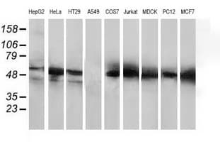 HDAC1 Antibody (clone OTI5F9)