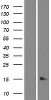 C5orf46 Protein (Over-Expression Lysate Myc-DDK (Flag))