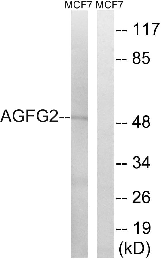 AGFG2 Antibody (aa91-140)