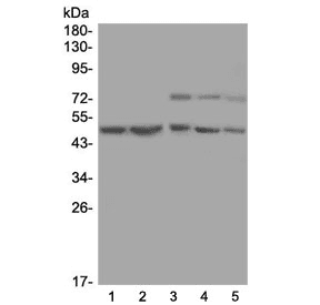 AP50 / AP2M1 Antibody