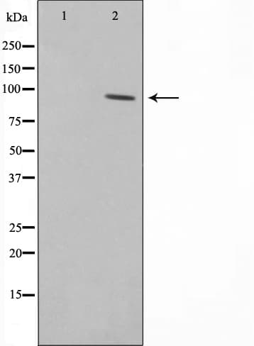 RBAK Antibody