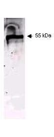 PathPlus™ Pan Cytokeratin Antibody (clone C11)