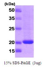 Human RHEB Protein (Recombinant)