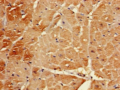 GLCT2 / B3GALT2 Antibody