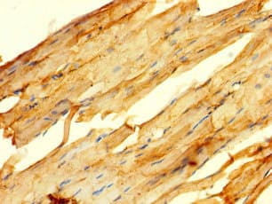 GPR82 Antibody