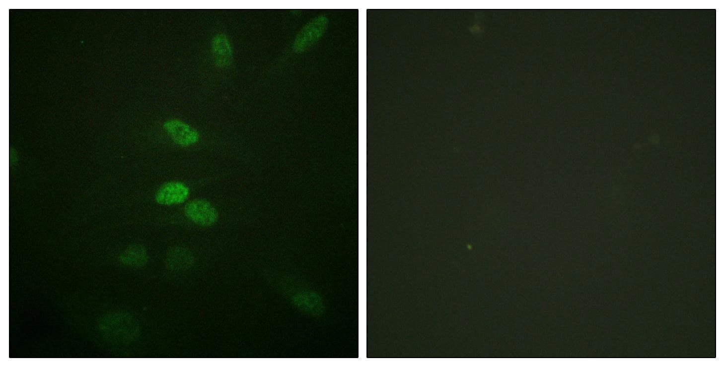 CDC25B Antibody (p353)