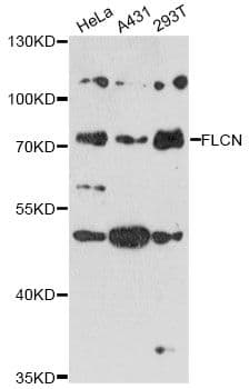 FLCN / Folliculin Antibody