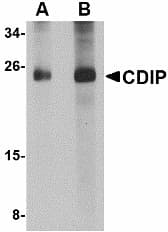 C16orf5 / I1 Antibody