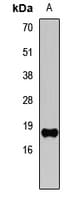 HIST3H3 Antibody