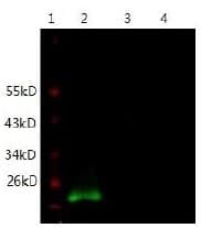 Monoclonal Mouse anti-Human IL6 / Interleukin 6 Antibody (clone 2A8-D8-C3, Preservative Free, Biotin, WB)