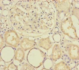 SLC39A7 / ZIP7 Antibody