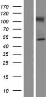 NUP50 Protein (Over-Expression Lysate Myc-DDK (Flag))