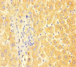 APOC3 / Apolipoprotein C III Antibody